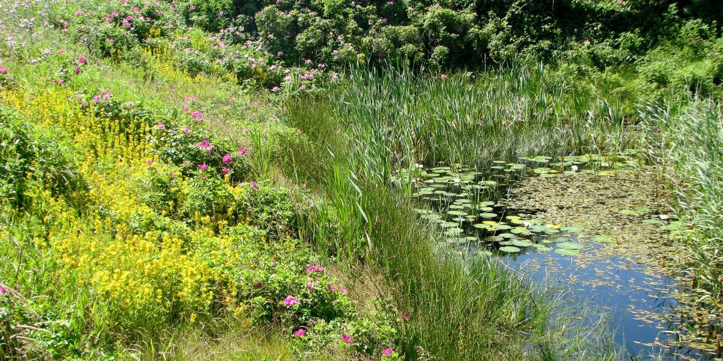 Biodiversitätsstudie